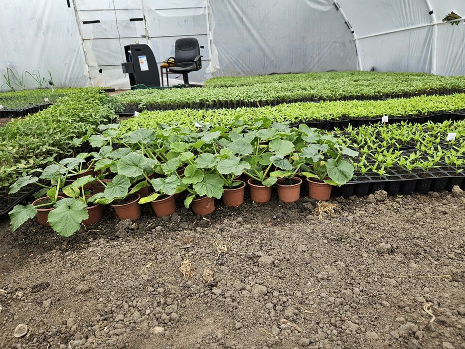 Rasaduri disponibile