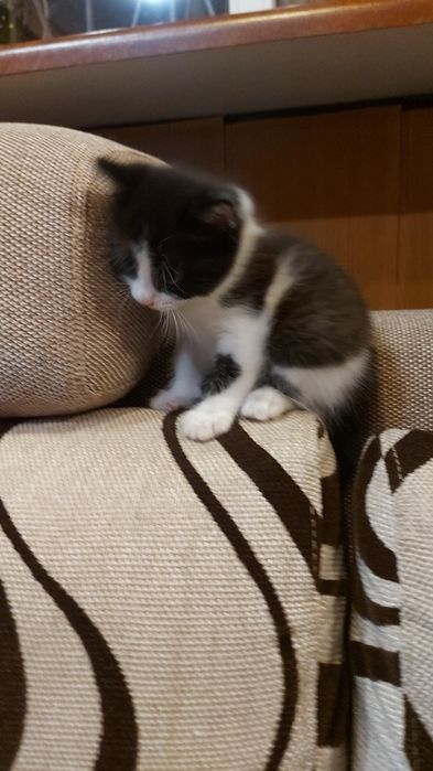 Отдам котят в хорошие руки