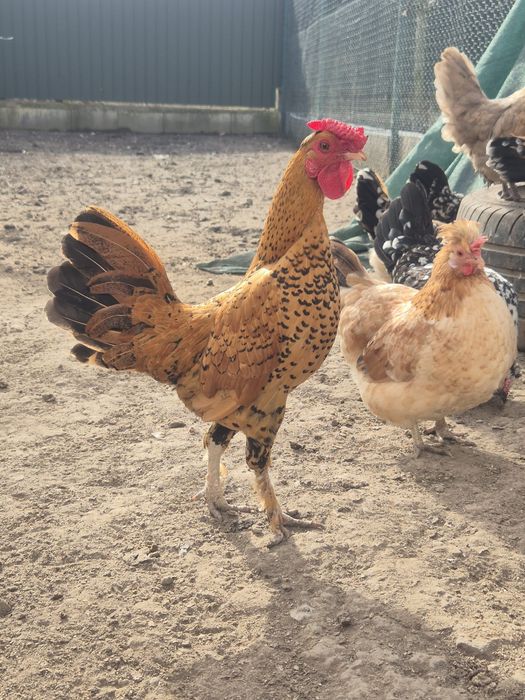 Cocoș pitic (liliput)