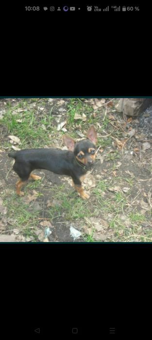 Продам щенков той терьера