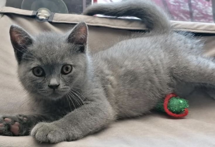 J қуантарлық порно