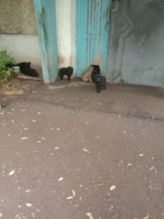 Щенки в добрые руки