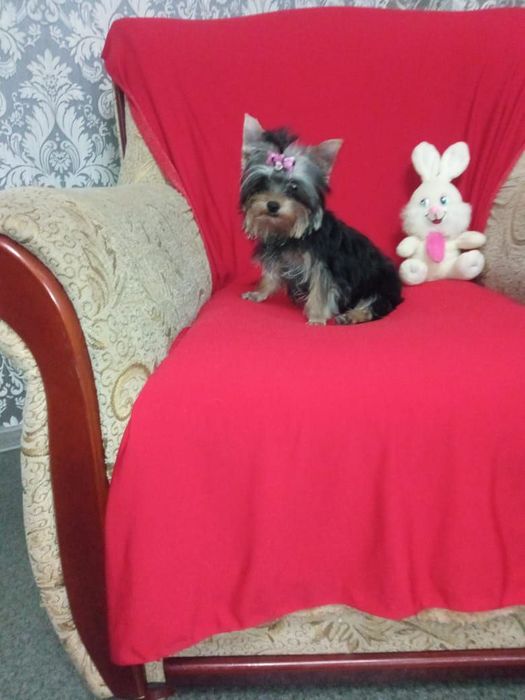 Йоркширский терьер вязка