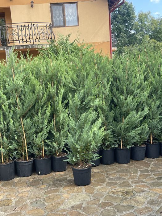 Leylandii de la 1m la 280cm