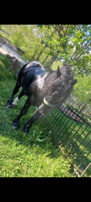 Harmăsar de 5 ani, trăsură garantată