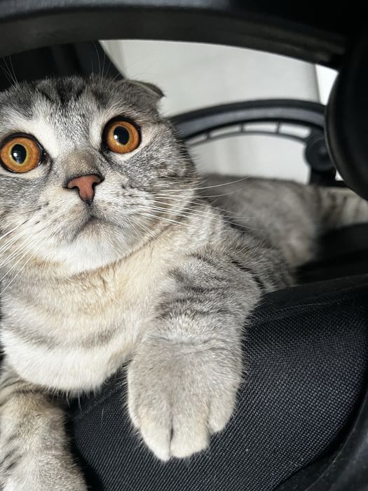 Британский кот.