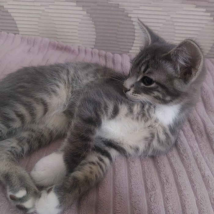 Котик-мальчик в добрые руки