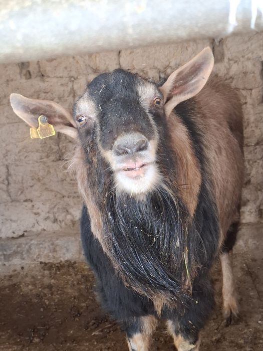 алпийски теке ,жақсы теке