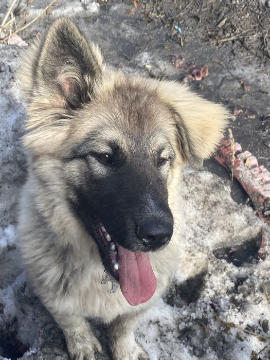 Найдена  собака на шанхае