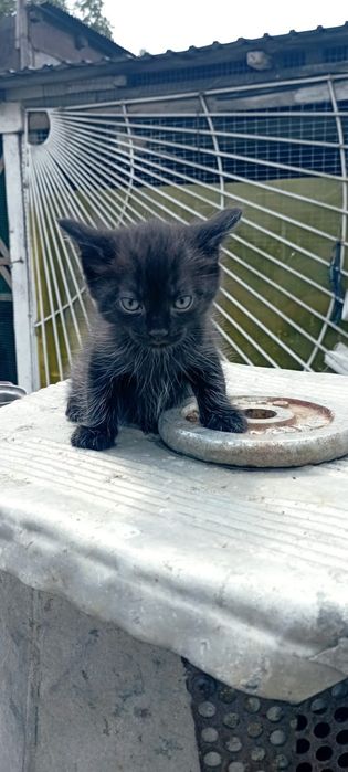 Отдам котят в хорошие руки