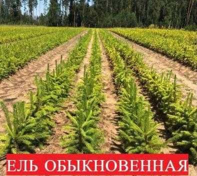 сеянцы всех видов деревьев