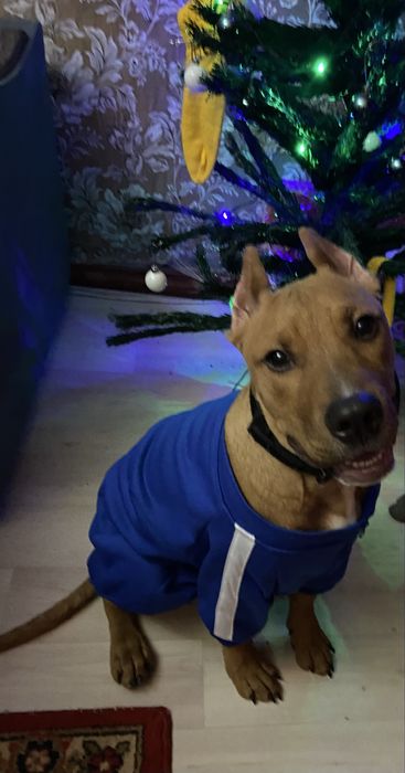 В продаже щенок стаффорда