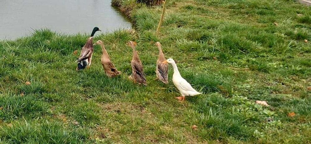 Oua de rate alergatoare (indiene)