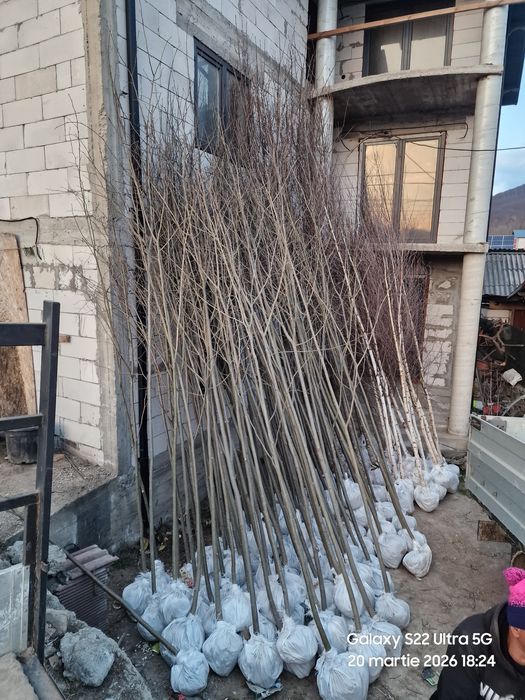 Copaci ornamentali 3-5m,livrare gratuita