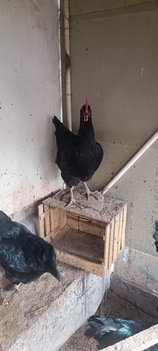 Корашахзода товуклари сотилади. Товуклар тухум туғяпти