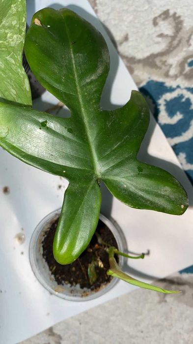 Сортовые сингониумы,монстеры,сцидаптусы,филодендроны