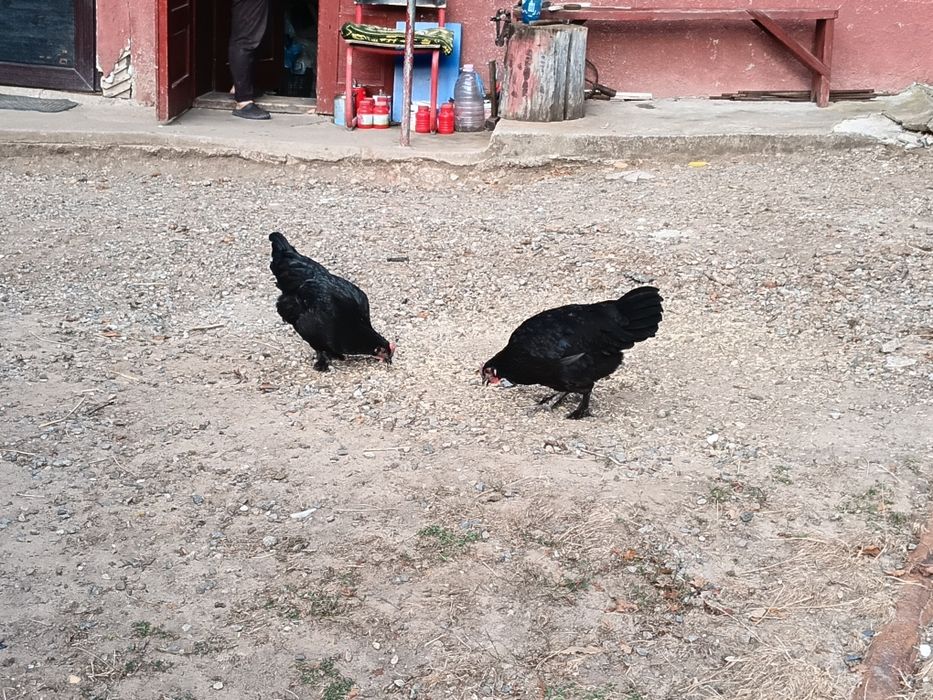Puicute australorp