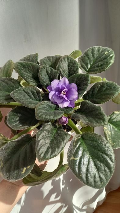 Фиалки сортовые.