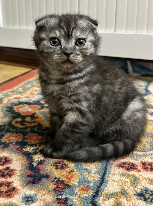 Девочка чисто пародии шиншиллы умная ласковая