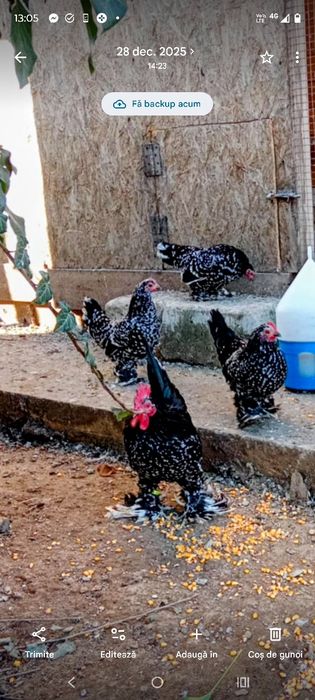 Ouă incubat,mi de flori Lemon și negru bobat!