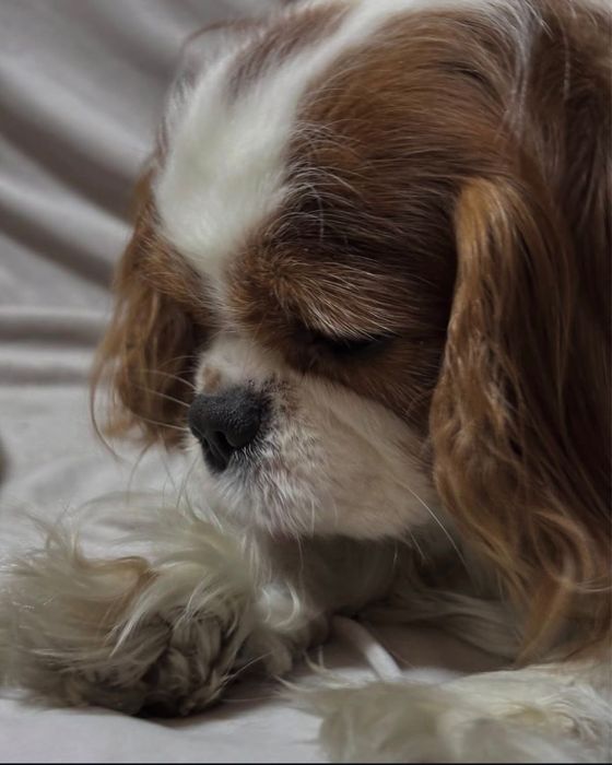 Продаются щенки Кавалер-Кинг Чарльз спаниель