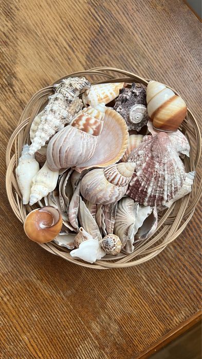 Продам ракушки морские