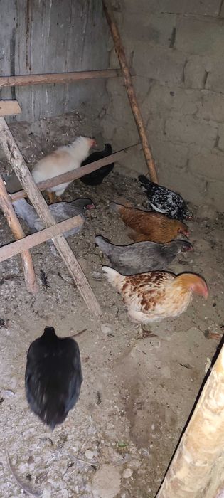 Товуқ хуроз Курицы Петухи