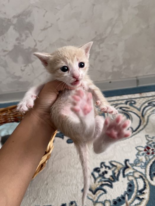 Котята домашние