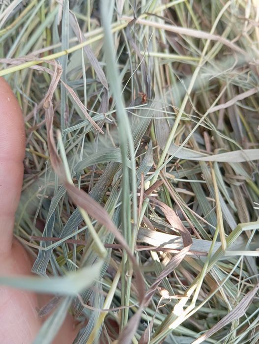 Продам сено прошлогоднее