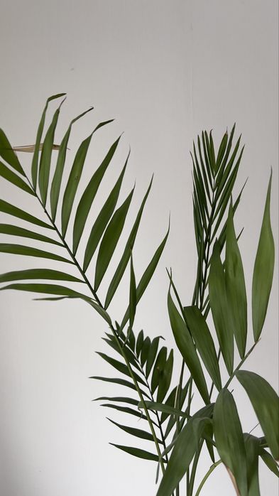 Дипсис хамедорея пальма 80-90 см