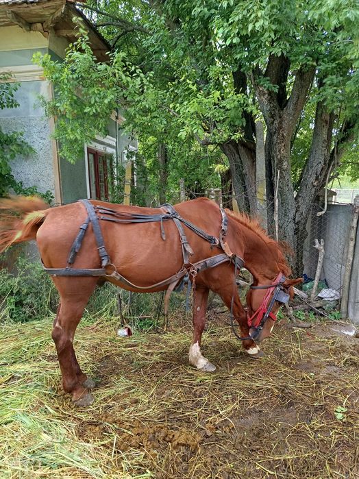 Cal de vânzare și căruță
