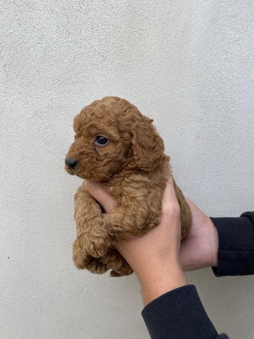 Baiat pudel caniche