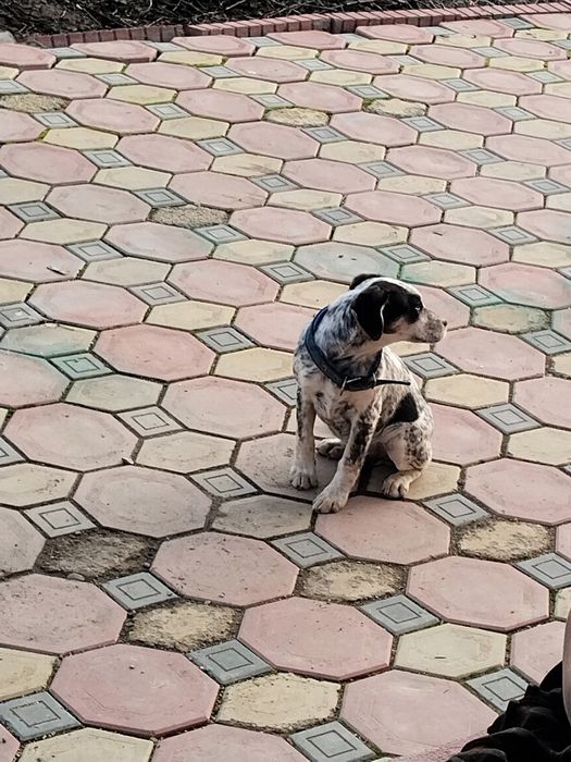 Курцхар щенок сука