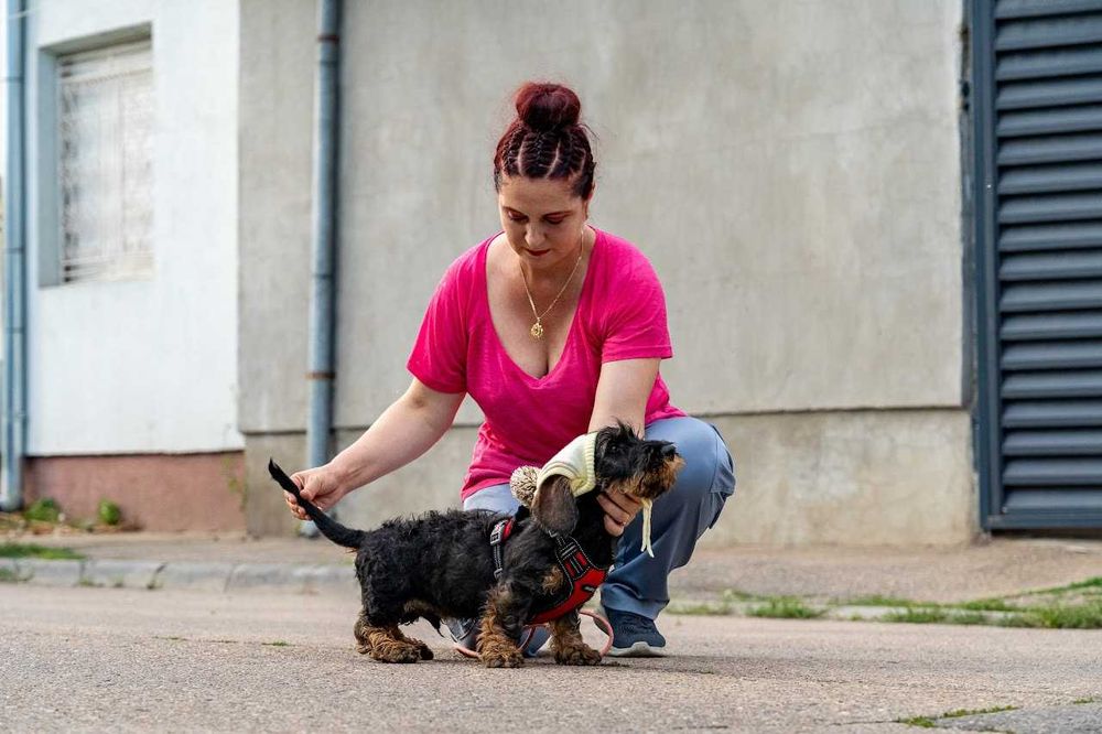 femela pui teckel sarmos standard la 3 luni , Pedigree A