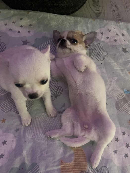 Мини късокосместо чихуахуа