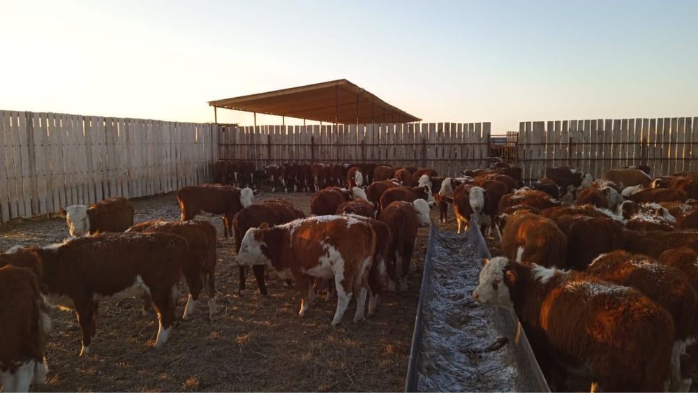 Қашар сатылады / Продается кашар(телята)