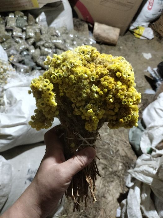 Лечебная травы. Горный.