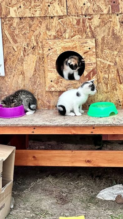 Котята в добрые руки