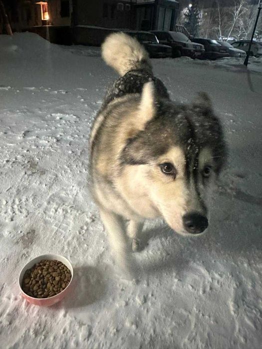 Чья потеряшка? Хозяин, забери!