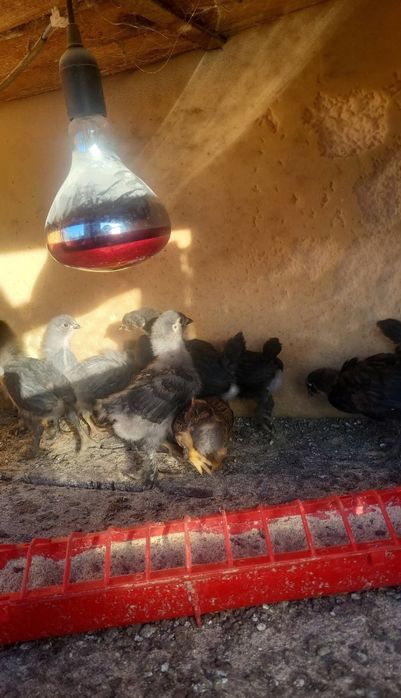Vand pui de gaina rasa brahma si australop negru