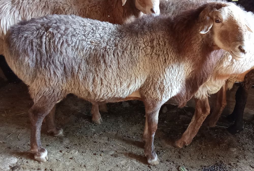 Қошқарлар сатылады 6 бас!!!