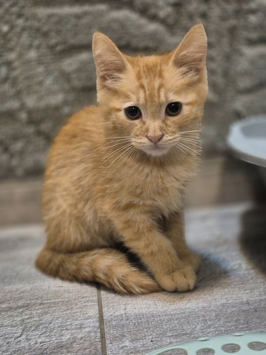 Котята ищут добрые руки