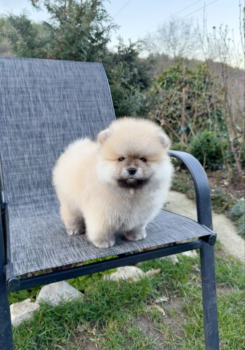 Померан мини момче със втора ваксина