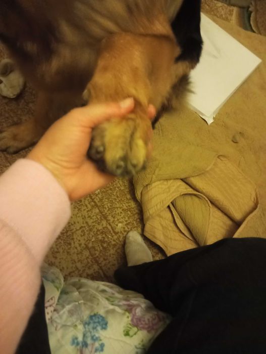 Немецкая овчарка продаётся