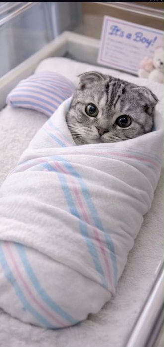 Продаём шотландский вислоухий котик