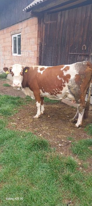 Vaca de vânzare detalii la 0722423450