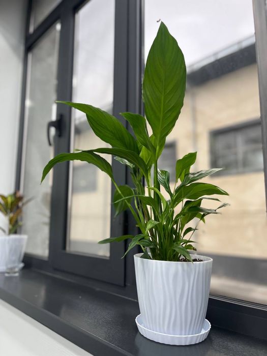 Цветок Спатифиллюм - Женское счастье