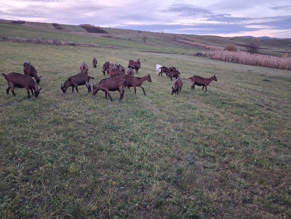 Capre tinere de vânzare