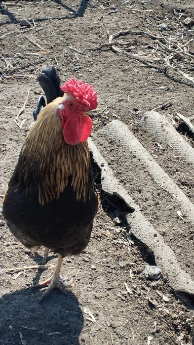 Яйцо инкубационное