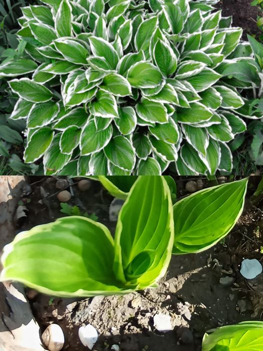 Садовые растения